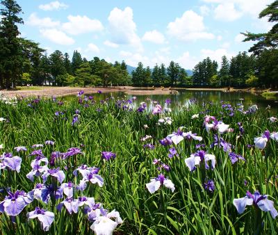 平安時代の優美な庭園で、あやめを愛でて・・・　～世界遺産・毛越寺（平泉）～