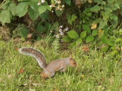 英国の夏　⑫　ムーアズヴァレイ公園をハイキング