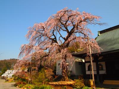 見事な枝垂れ桜　伊豆大仁　龍源院