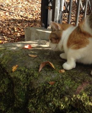 富士五湖へ　＊＊もみじ狩り＊＊