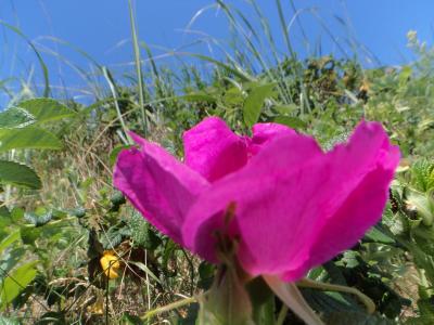 ２０１４年のワッカ原生花園・・