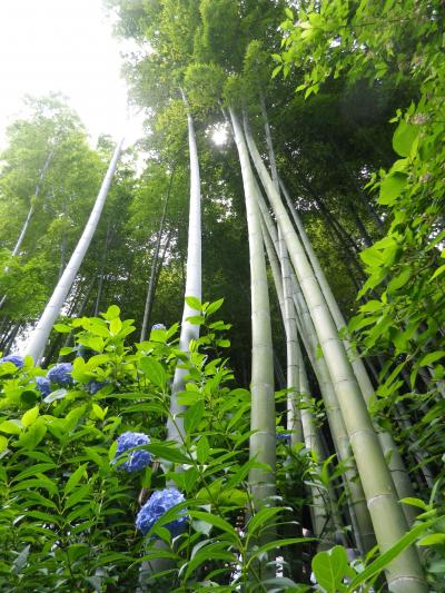 あじさいの花咲く鎌倉明月院