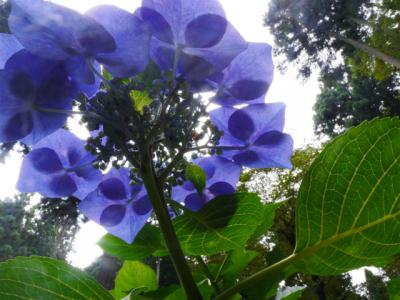 2014最後の紫陽花はあきる野「南沢あじさい山」と深沢小屋でのバーベキュー＆燻製作り