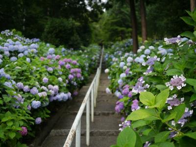 桃太郎伝説の神様に会いに＠吉備津神社