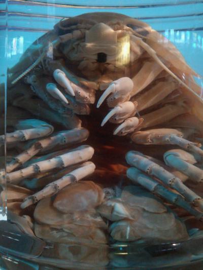 エイリアンに会いに行きました