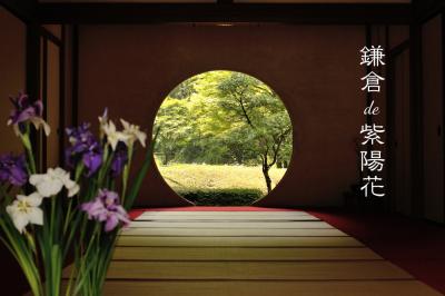鎌倉de紫陽花：明月院