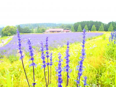 ラベンダーを求めて☆メナード青山リゾート☆