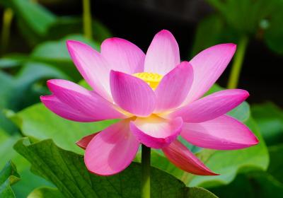 蓮を観る~府中郷土の森~