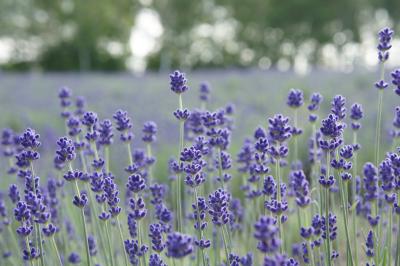 美瑛花畑シーズン真っ盛りと登別温泉☆３泊４日