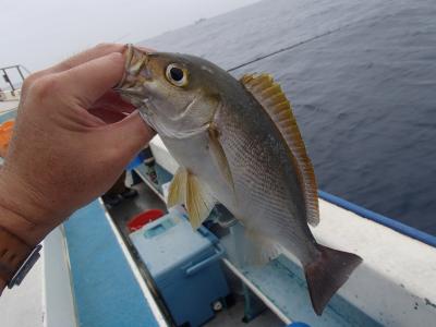 置いてけぼりのイサキ釣り