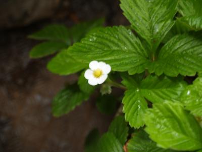 苺の花弁(2)