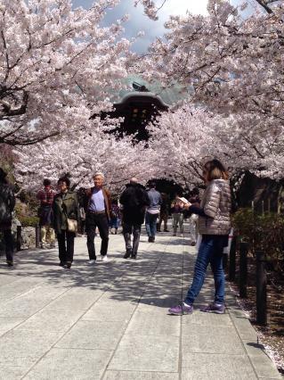 桜の季節　古都　鎌倉を歩く