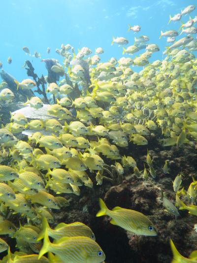 《カンクン&ラスベガス☆Honeymoon》 ②カリブでダイビング!!