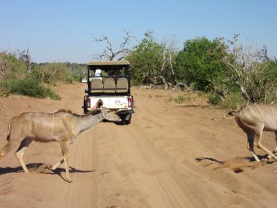 南部アフリカ５か国周遊--南アフリカ・ボツワナのチョベ国立公園