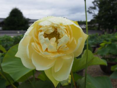 宇賀神さまと蓮の花、奈良の喜光寺へ