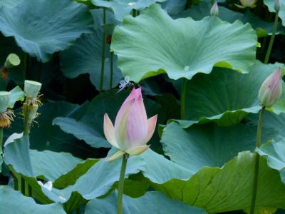 あいち健康の森の「蓮の花」