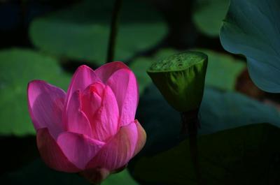 蓮の花咲く蓮華寺池公園に行ってきました 2014.07.08