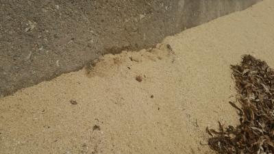 宮古島と台風 ４日目！