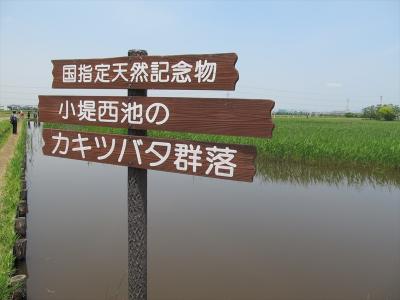 国の天然記念物　小堤西池のカキツバタ群落（日本三大カキツバタ自生地）