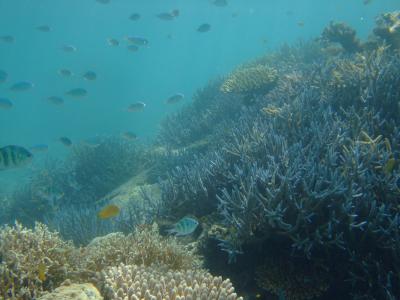 西表島ー名護旅行1: 西表の珊瑚の海へ