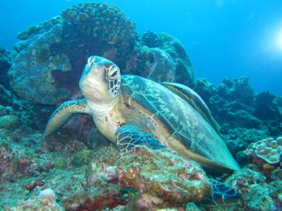 2012　恒例のＧＷ座間味島ダイビング