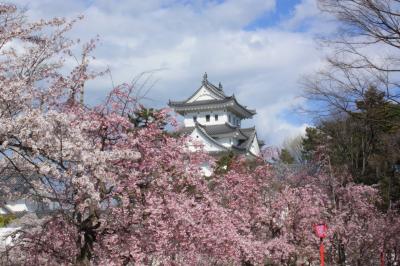 2014.4　桜満開の大垣と池田山の夜景