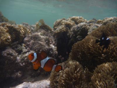特集No1.沖縄、宮古島の新城海岸の海の中