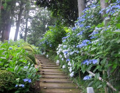 栃木県旧黒羽町にある芭蕉の里へ、紫陽花を見に行きました。