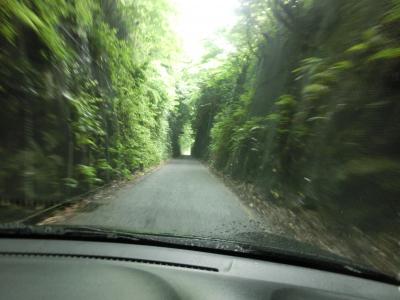 小浜鉄道跡の緑のトンネル