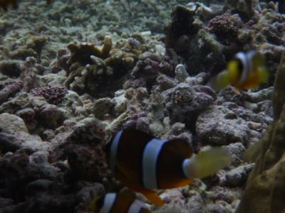 特集No４.沖縄、宮古の伊良部島、白鳥崎＆サバウツガーの海の中