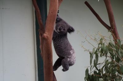 GogoAnna★友人夫婦に会いにメルボルン&シドニー旅行JALビジネスクラス-SYD4泊編
