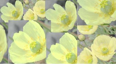 利尻・礼文再訪記　－その③　利尻島の夏を謳歌する花たちー