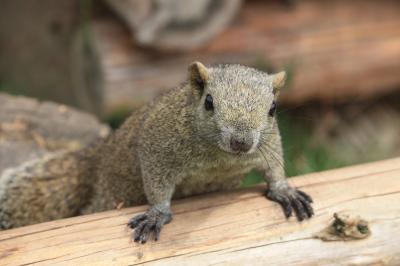 牛久大仏にはリスとうさぎの小動物公園がある・・触れることができるよ