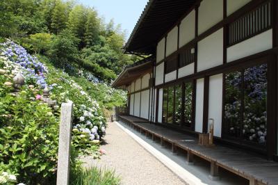 紫陽花と花菖蒲を見に関西花の寺へ！