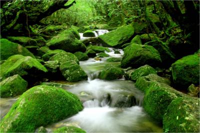 歩けた！縄文杉トレッキング縦走