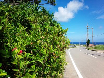 day7 さようなら西表島 [14' 子連れ（3歳幼児）で行く八重山]