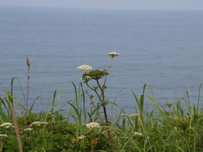 潮風に吹かれて小清水原生花園を楽しむ。