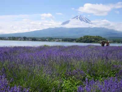 ラベンダーの香りに包まれたくなり河口湖へ