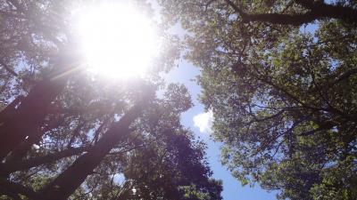 亜熱帯雨林にいだかれて～初の奄美大島<Held in the Subtropical Rainforest of Amami Oshima island〉