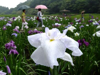 別府　神楽女湖の花菖蒲　伝説につつまれた湖です