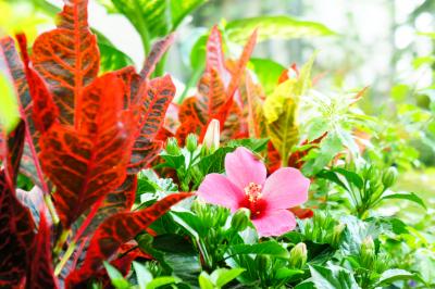2014花と緑の淡路島ふらり旅（奇跡の星の植物館）