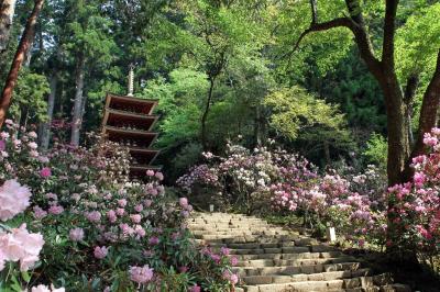 奈良　室生寺　撮影記　第１次石楠花作戦