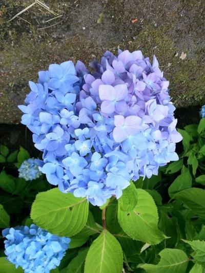 あじさいに花菖蒲♪梅雨の晴れ間の奥播州…今年はなんといっても官兵衛殿～♪これまた必見！日本の滝百選『波賀不動滝』でマイナスイオンを浴びまくっちゃえ♪お楽しみ女湯レポ？…あるある！