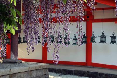 藤！藤！藤！　春日大社と万葉植物園　撮影記