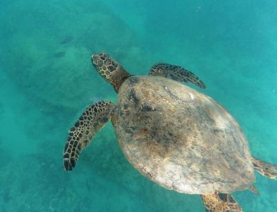 ご褒美ハワイ♪