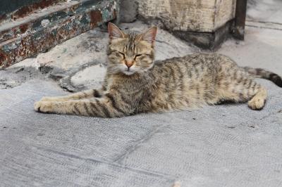 憧れのイラン 再びのテヘラン編 2