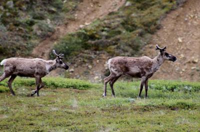 アラスカ 北の大地＆野生動物（5/全9）： デナリ国立公園 野生動物の宝庫 ワンダーレイク行き始発バス