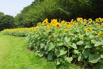 川村記念美術館 画家たちのひまわり畑2014