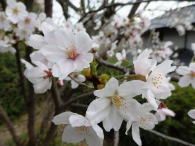 日本の旅　関西を歩く　大阪府枚方市の牧野公園、阪今池公園'周辺の桜