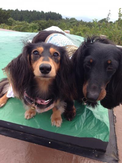 ワンコ連れの旅